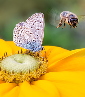 Préservation de la biodiversité